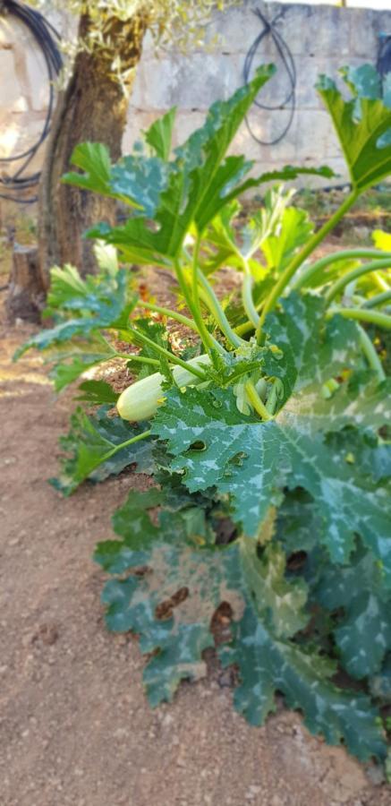 Finca Sa Cova De Mallorca เซนเซเยส ภายนอก รูปภาพ