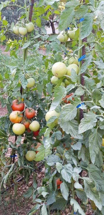 Finca Sa Cova De Mallorca เซนเซเยส ภายนอก รูปภาพ