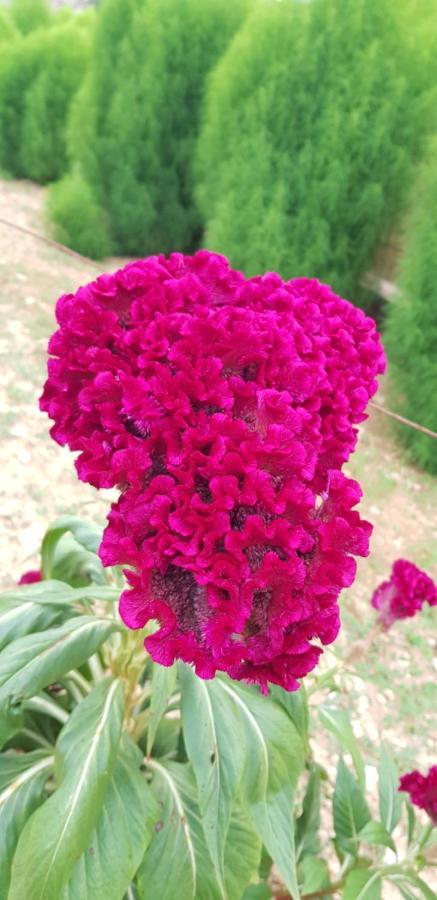 Finca Sa Cova De Mallorca เซนเซเยส ภายนอก รูปภาพ