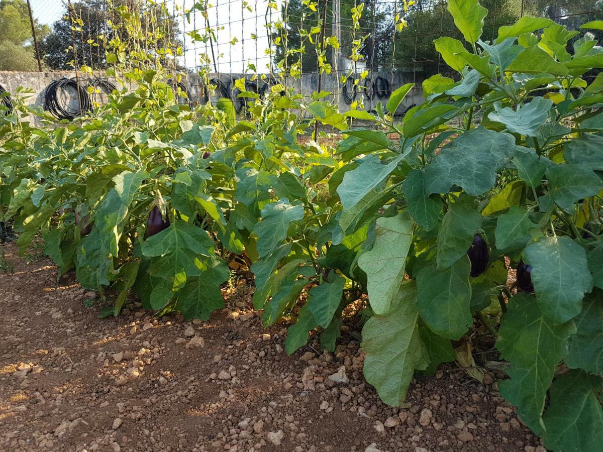Finca Sa Cova De Mallorca เซนเซเยส ภายนอก รูปภาพ