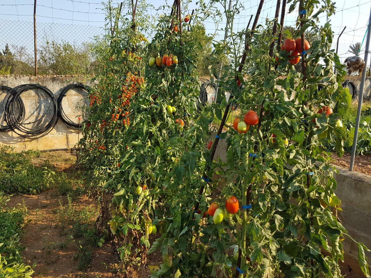 Finca Sa Cova De Mallorca เซนเซเยส ภายนอก รูปภาพ