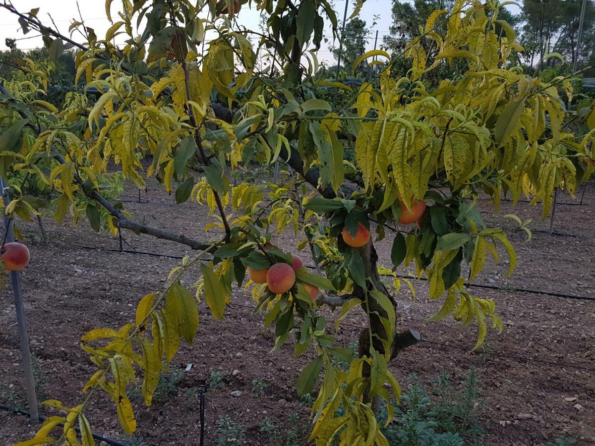 Finca Sa Cova De Mallorca เซนเซเยส ภายนอก รูปภาพ