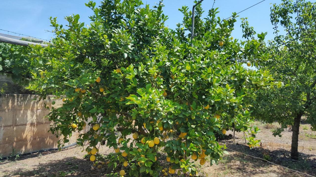 Finca Sa Cova De Mallorca เซนเซเยส ภายนอก รูปภาพ
