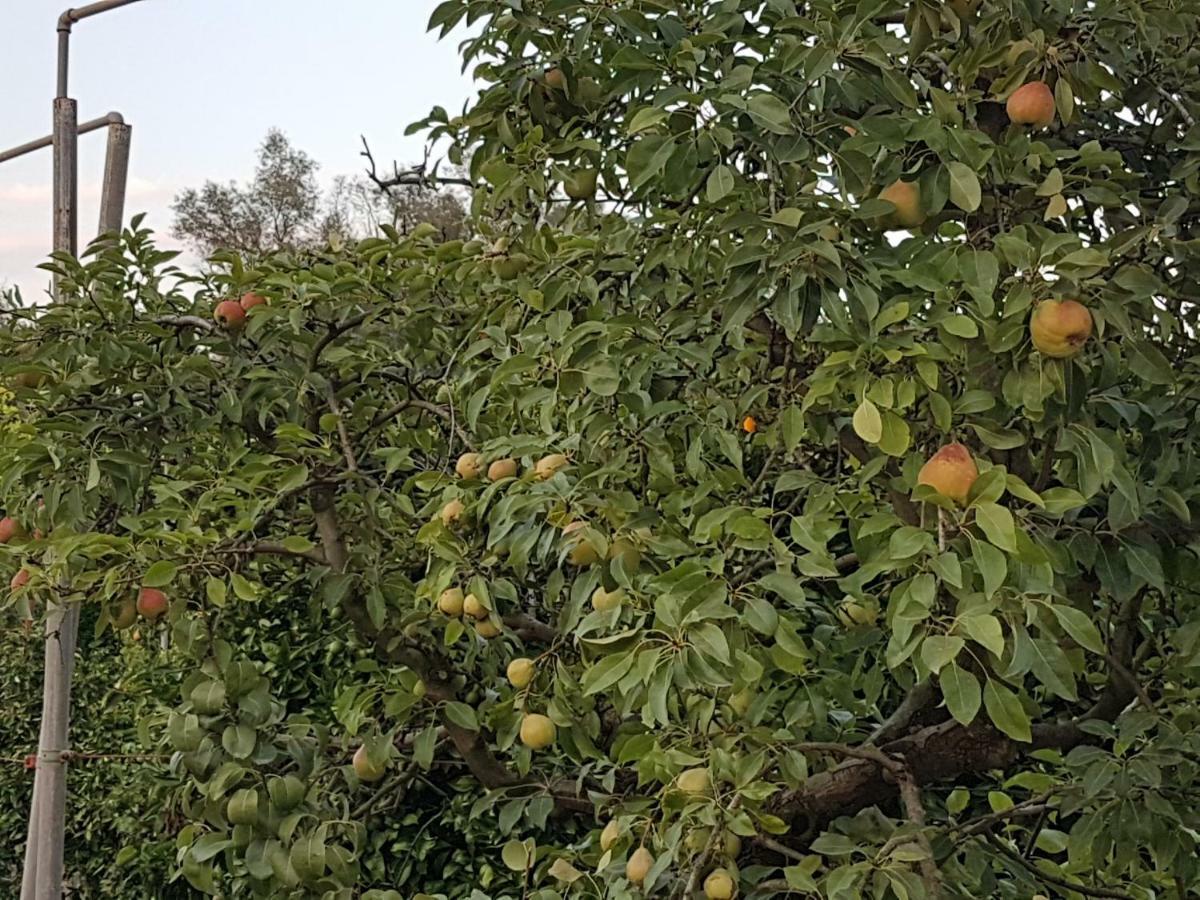Finca Sa Cova De Mallorca เซนเซเยส ภายนอก รูปภาพ