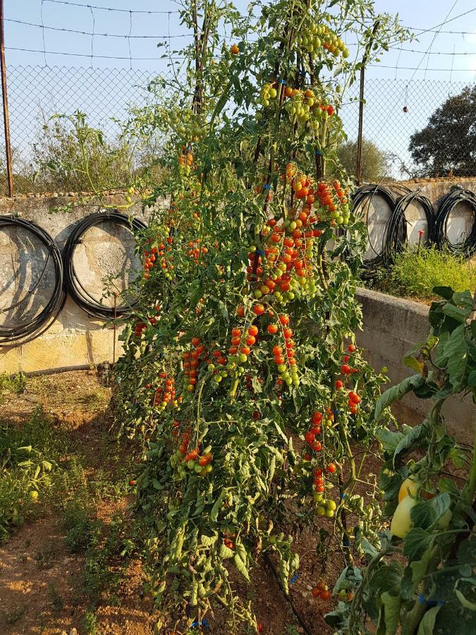 Finca Sa Cova De Mallorca เซนเซเยส ภายนอก รูปภาพ