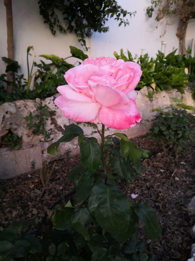 Finca Sa Cova De Mallorca เซนเซเยส ภายนอก รูปภาพ